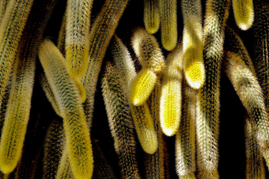 biological fry