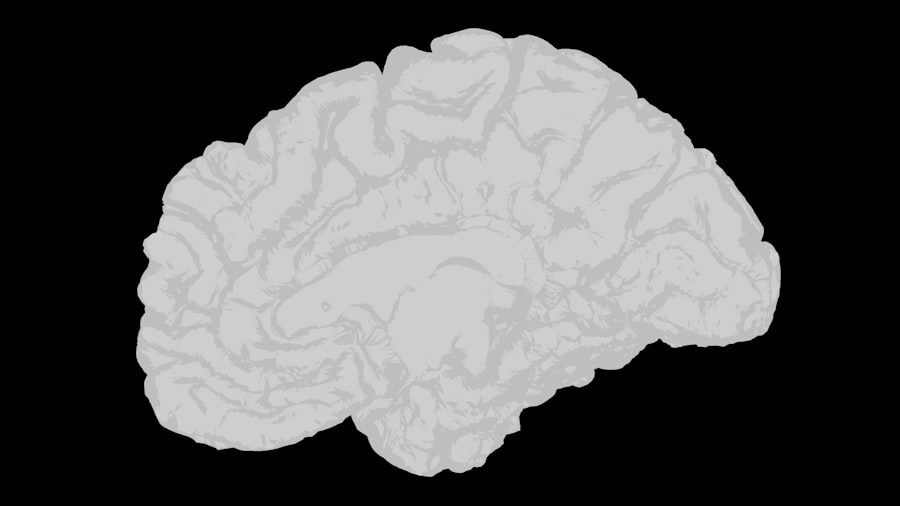 reptilian brain
