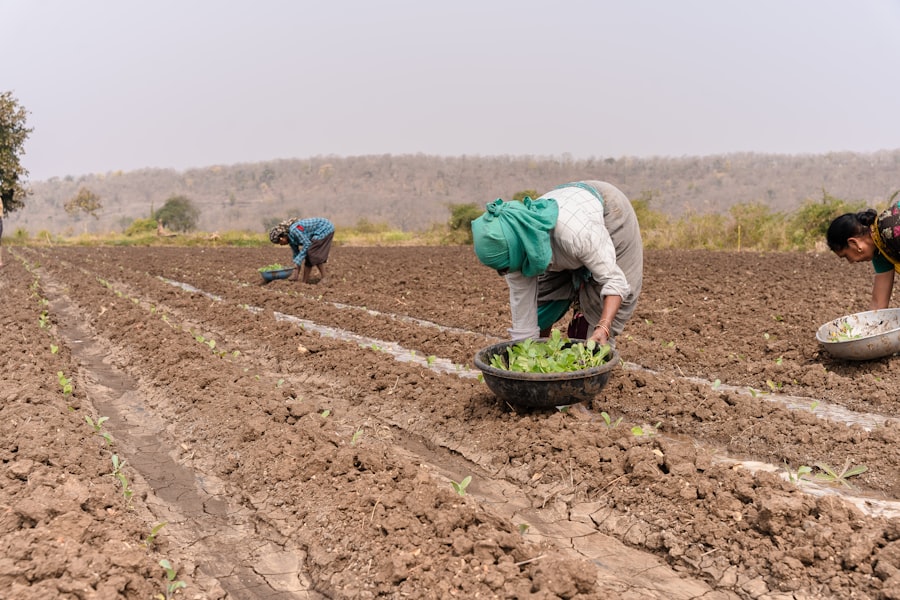 Global Dissemination seeding program