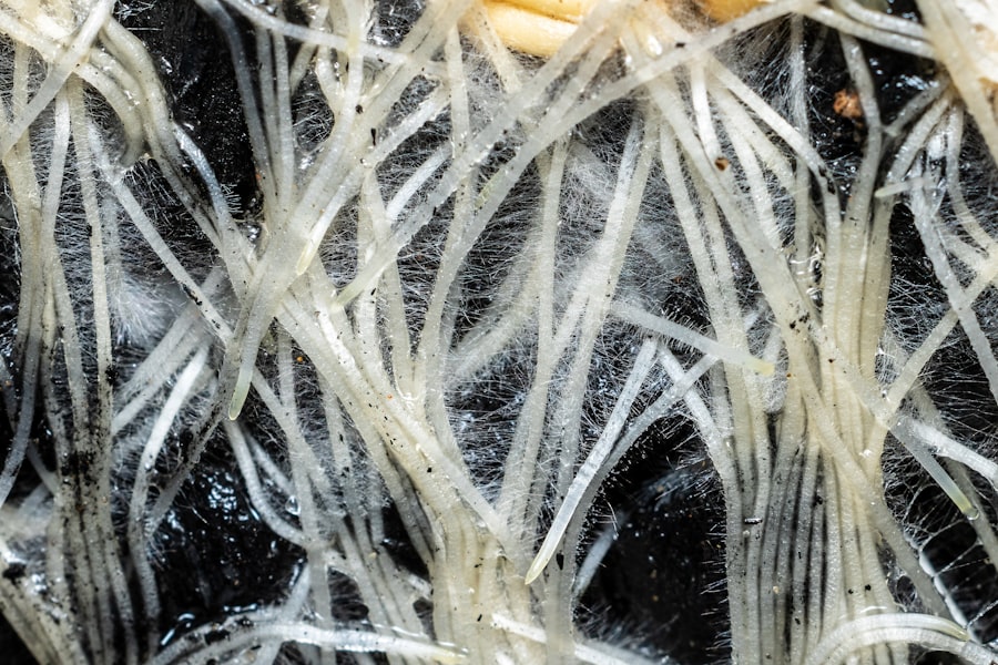 Photo biological fry