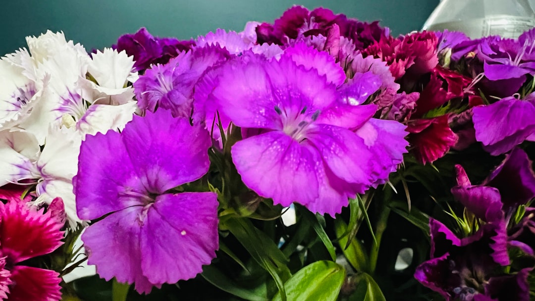 Photo hybridization program