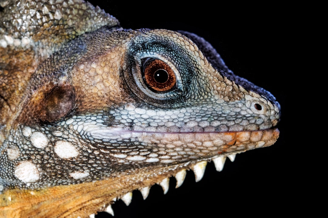 Photo reptilian DNA