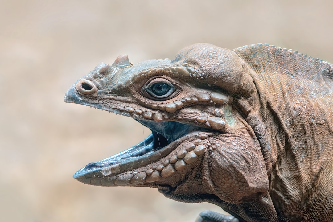 Photo reptilian brain