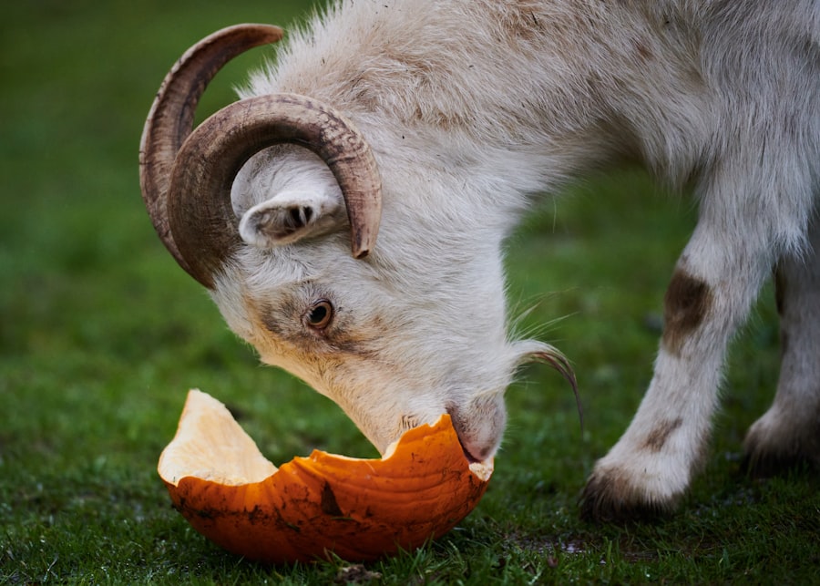 feed horn