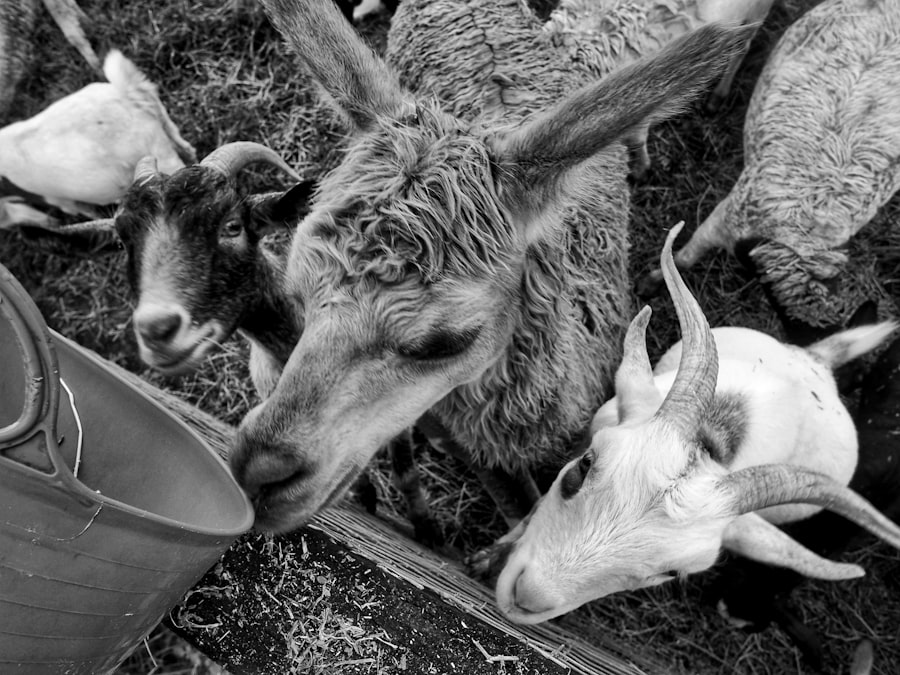 feed horns