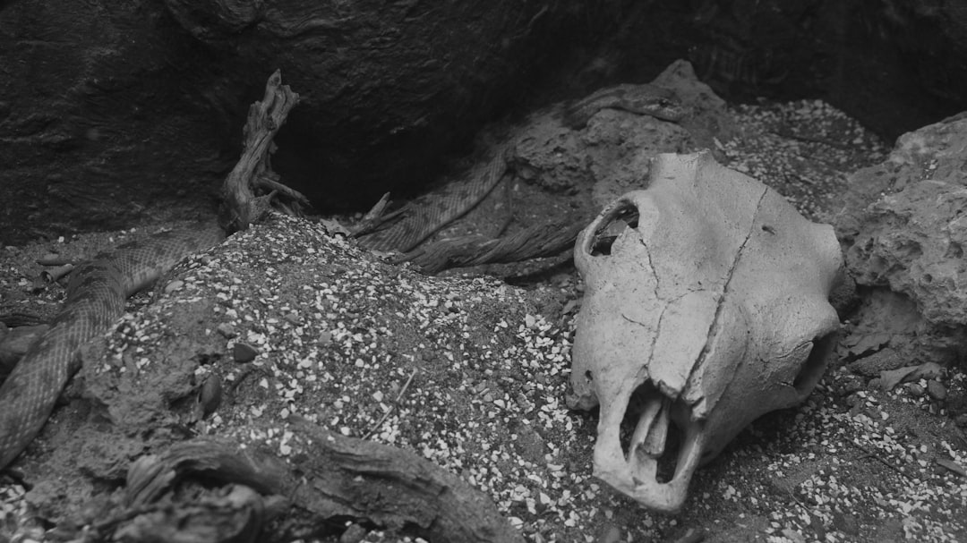 Photo historical mystery documentary