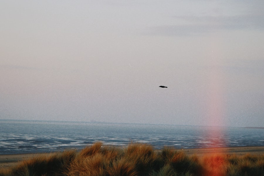 Westall UFO