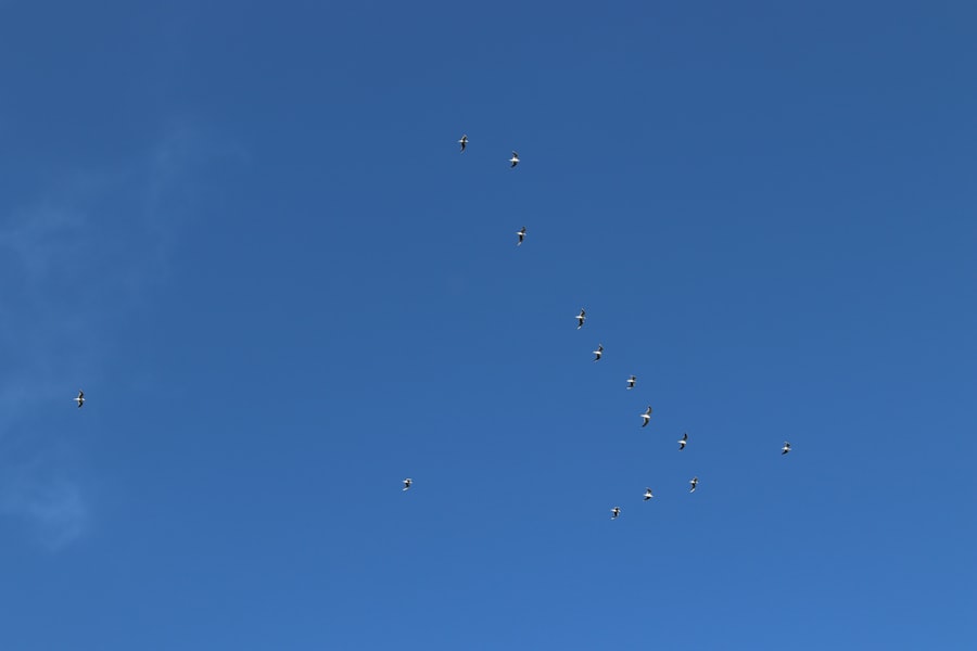 Photo CIA pilot UFO claims