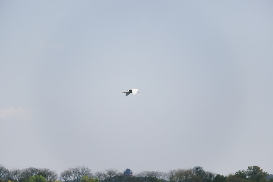 Photo High School UFO sighting