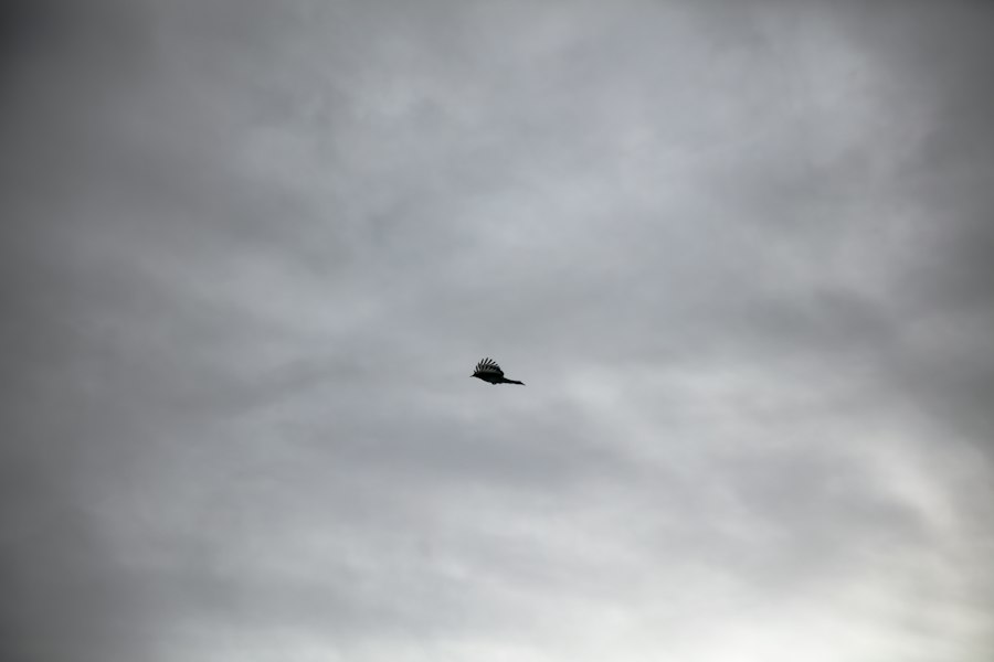 Photo UFO witnesses